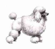 poodle226.jpg